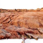 Indiana University Press Paleontology Book Life of the Past-0