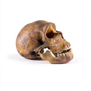 Basic Books Physical Anthropology Kindle Edition English-0