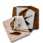 University of Chicago Press Paleontology eBook Second-0