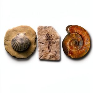 Indiana University Press Paleontology eBook Biological-0